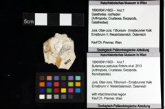 Foto (Objket + Etiketten) von Decapoda indet. 